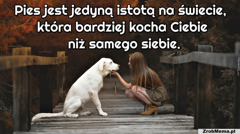 Pies jest jedyną istotą na świecie, która bardziej kocha Ciebie niż samego siebie.