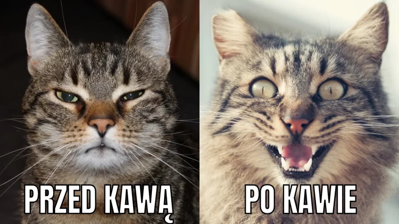 Kot przed kawą i po kawie