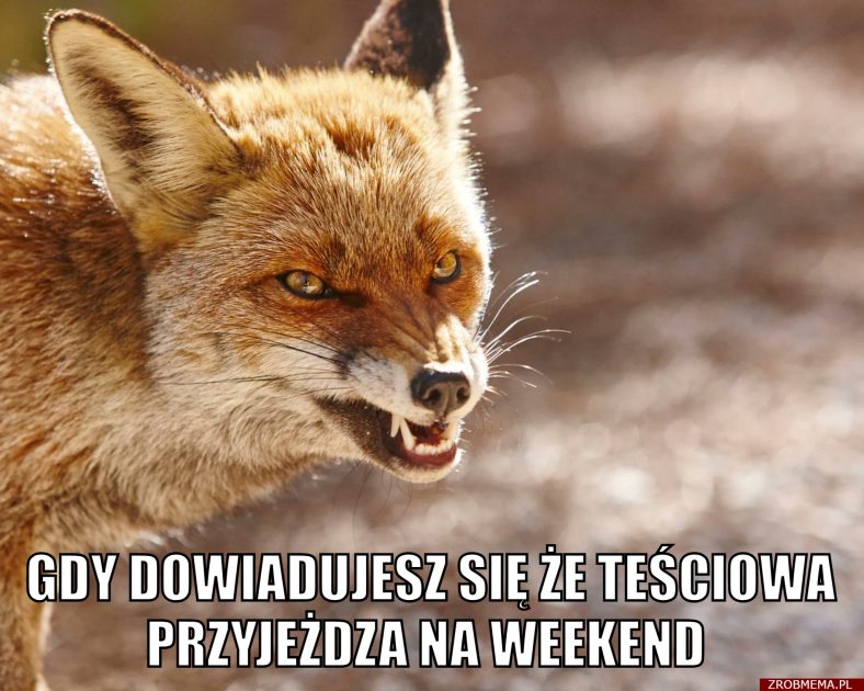 Gdy dowiadujesz się, że teściowa przyjeżdża na weekend