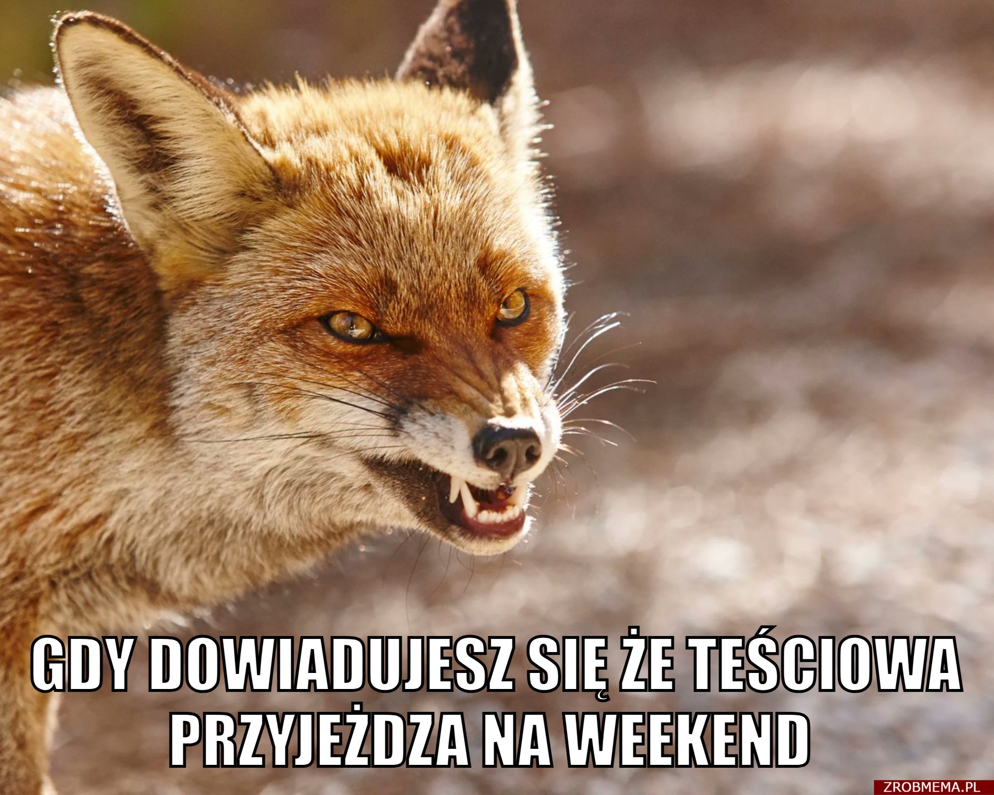 Gdy dowiadujesz się, że teściowa przyjeżdża na weekend